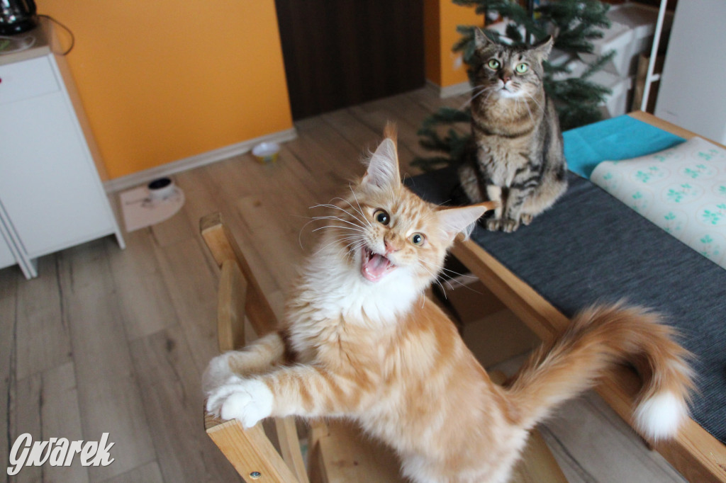 Dzień kota. Redakcyjne mruczki