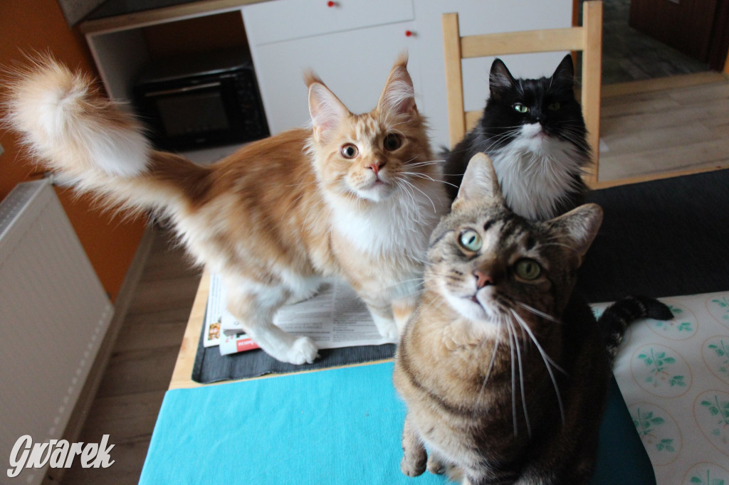 Dzień kota. Redakcyjne mruczki
