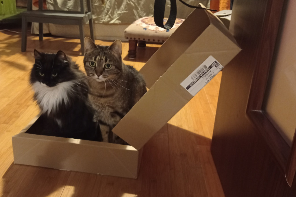 Dzień kota. Redakcyjne mruczki