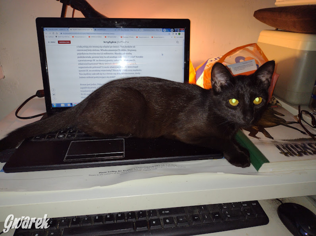 Dzień kota. Redakcyjne mruczki