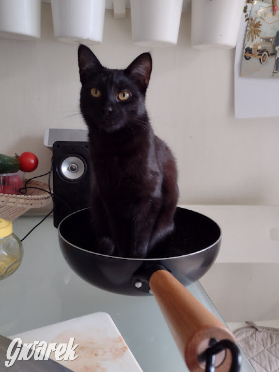 Dzień kota. Redakcyjne mruczki