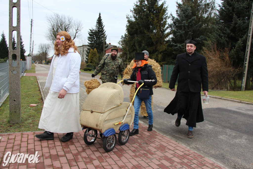 Z berem przez Miedary. Tu wodzą niedźwiedzia od 25 lat