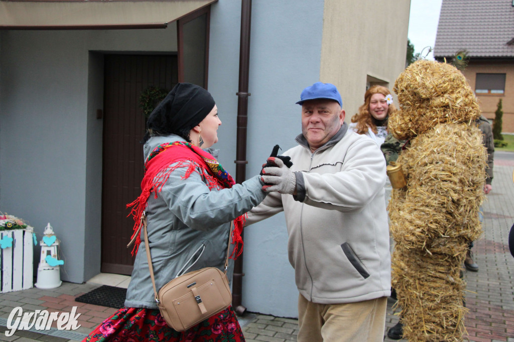 Z berem przez Miedary. Tu wodzą niedźwiedzia od 25 lat