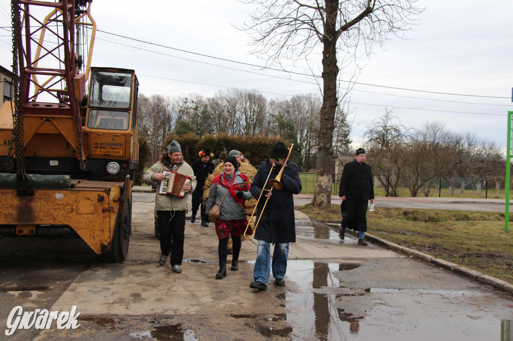 Z berem przez Miedary. Tu wodzą niedźwiedzia od 25 lat