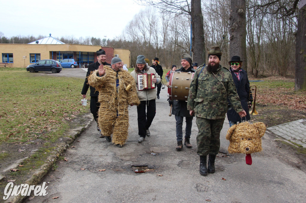 Z berem przez Miedary. Tu wodzą niedźwiedzia od 25 lat