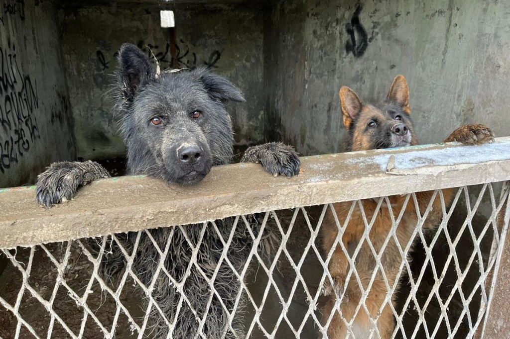 Odebrali mu trzy psy