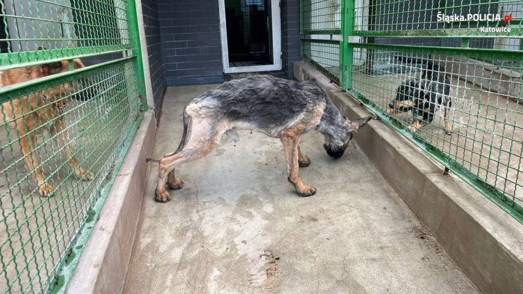 Odebrali mu trzy psy