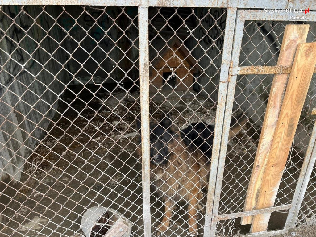 Odebrali mu trzy psy