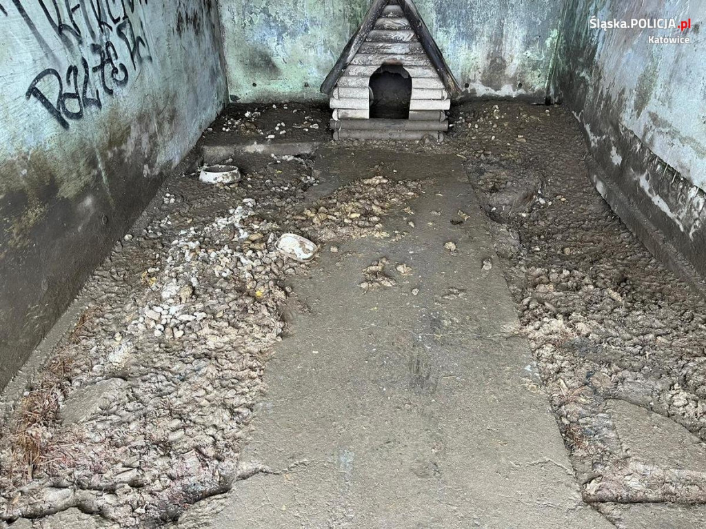 Odebrali mu trzy psy