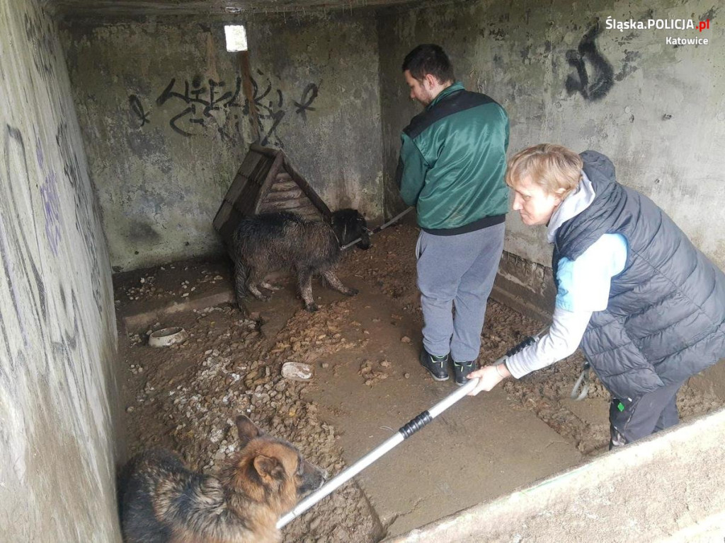 Odebrali mu trzy psy