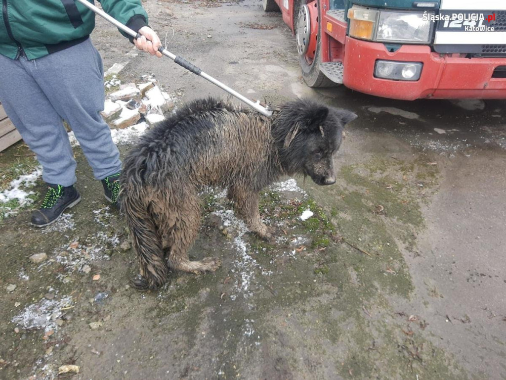 Odebrali mu trzy psy