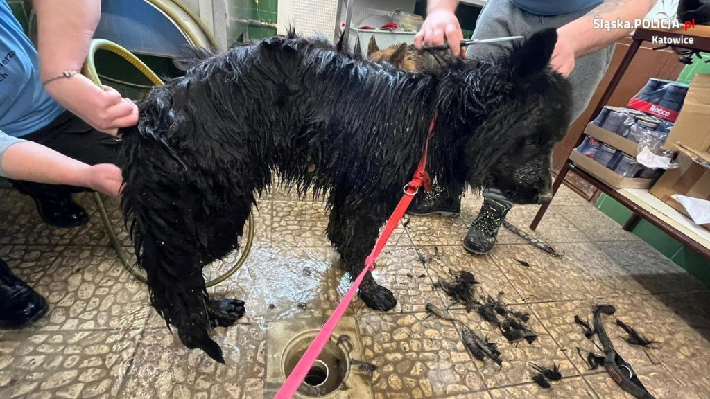 Odebrali mu trzy psy