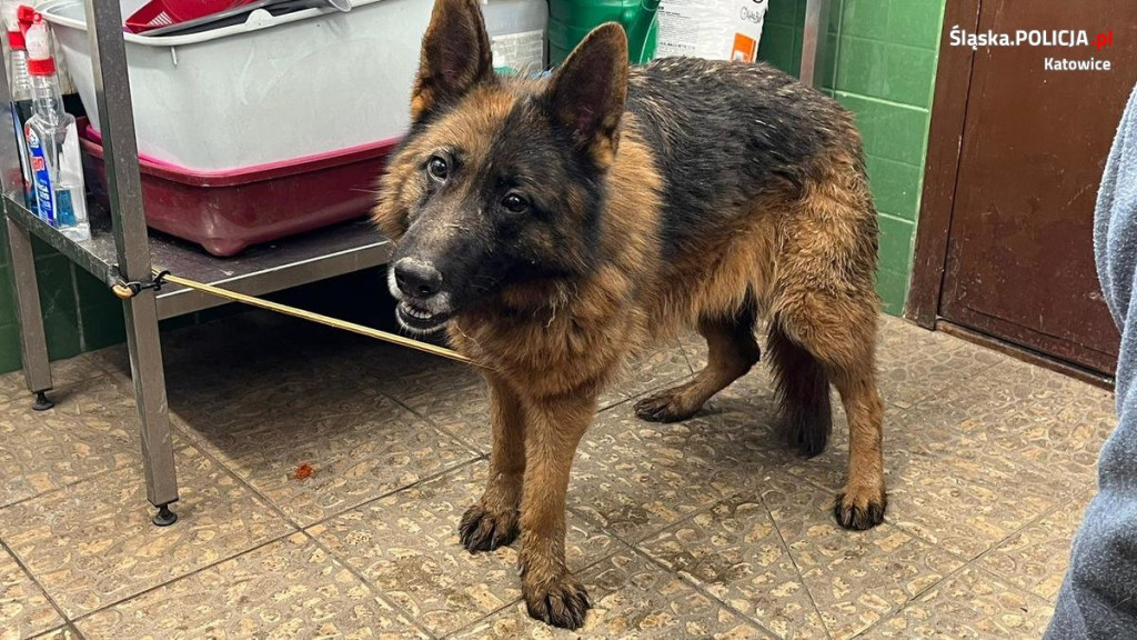 Odebrali mu trzy psy