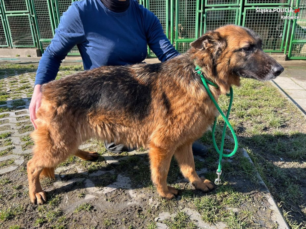 Odebrali mu trzy psy