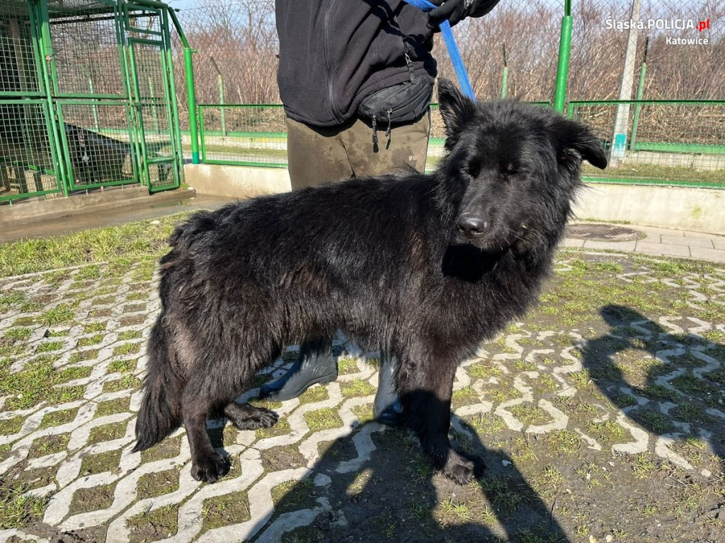 Odebrali mu trzy psy