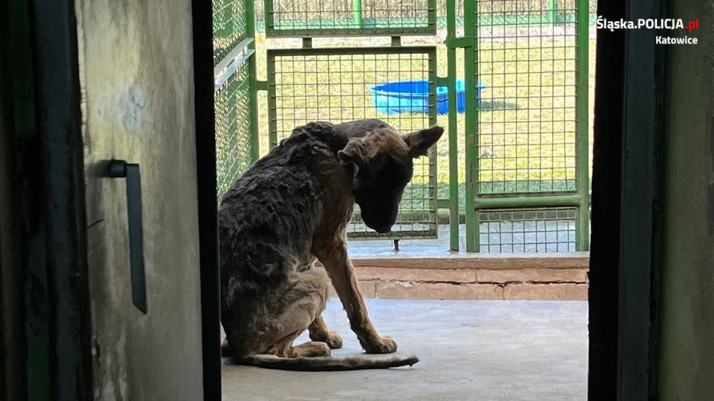 Odebrali mu trzy psy