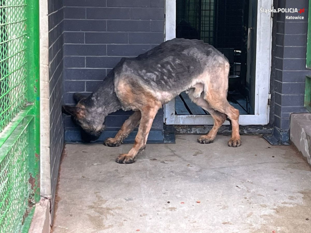 Odebrali mu trzy psy