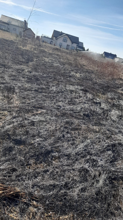 Płoną trawy i nieużytki. Ogień tuż przy domach
