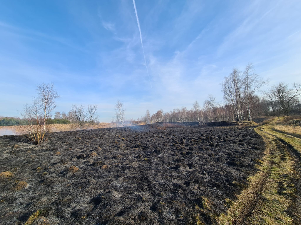 Płoną trawy i nieużytki. Ogień tuż przy domach