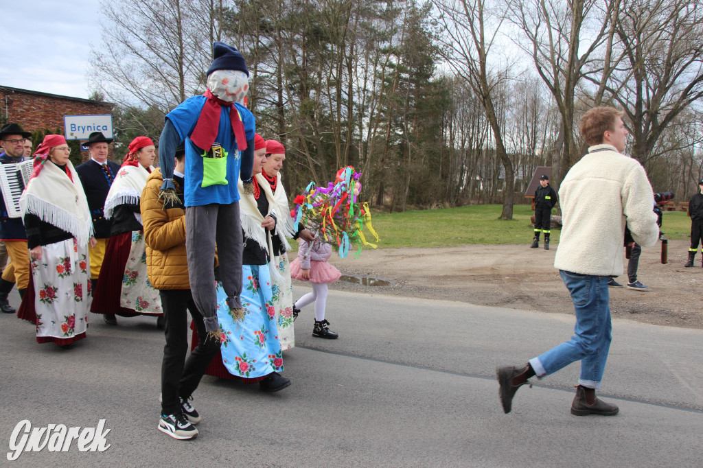 Topienie marzanny. Z pompą kultywują ten zwyczaj