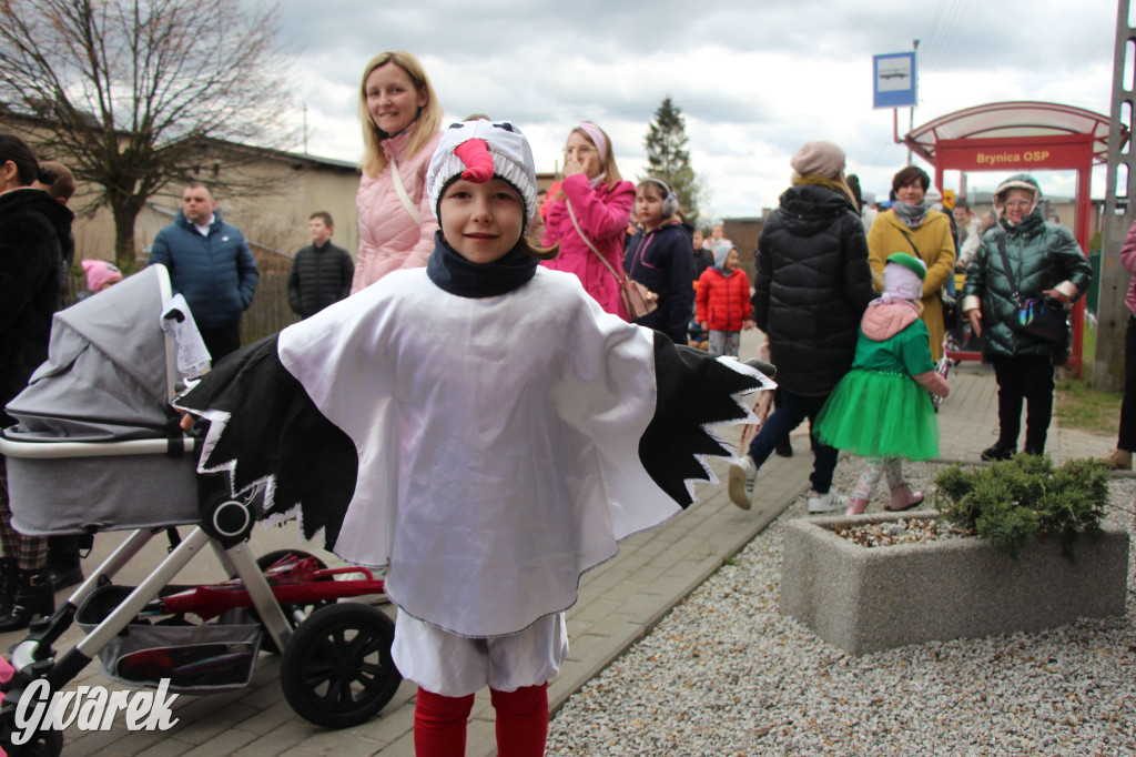 Topienie marzanny. Z pompą kultywują ten zwyczaj