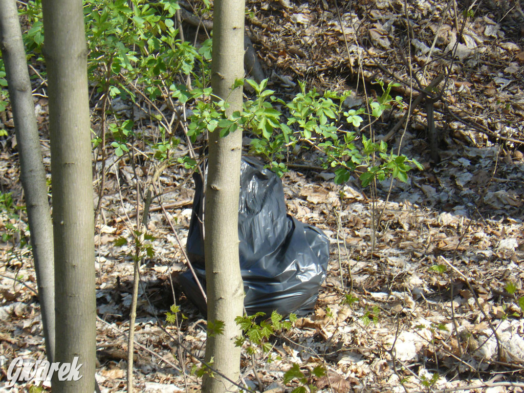 Tarnowskie Góry. Sprzątanie parku Piny