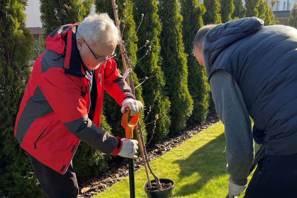 Burmistrz Czech posadził jabłoń w ogrodzie...
