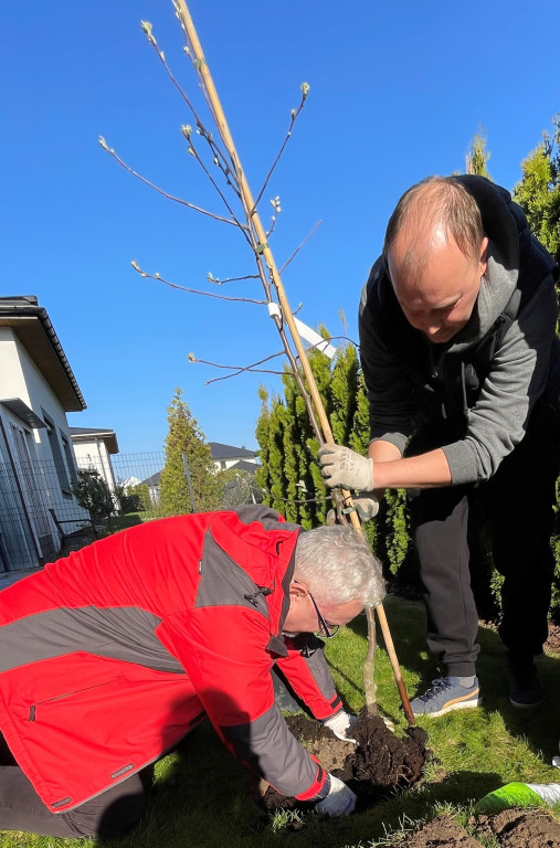 Burmistrz Czech posadził jabłoń w ogrodzie...
