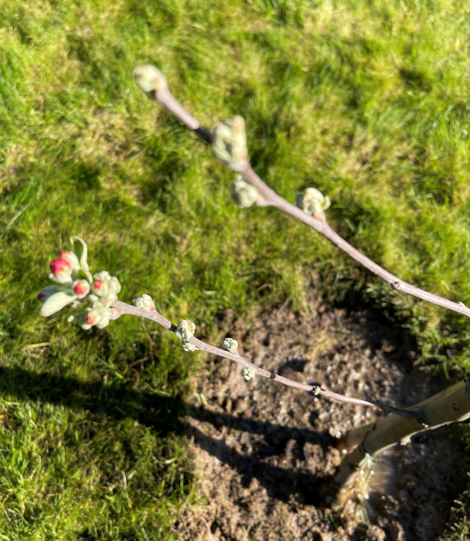 Burmistrz Czech posadził jabłoń w ogrodzie...