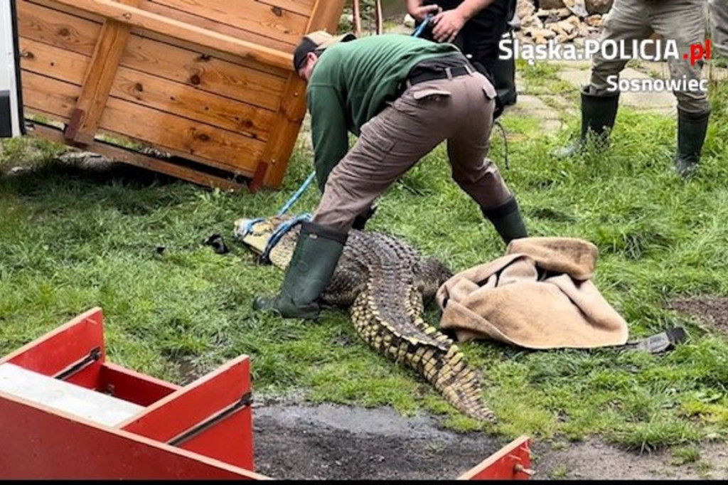 Dwa krokodyle trzymano w przybudówce przy garażu