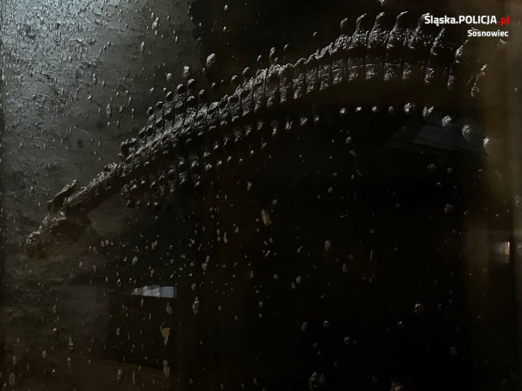 Dwa krokodyle trzymano w przybudówce przy garażu