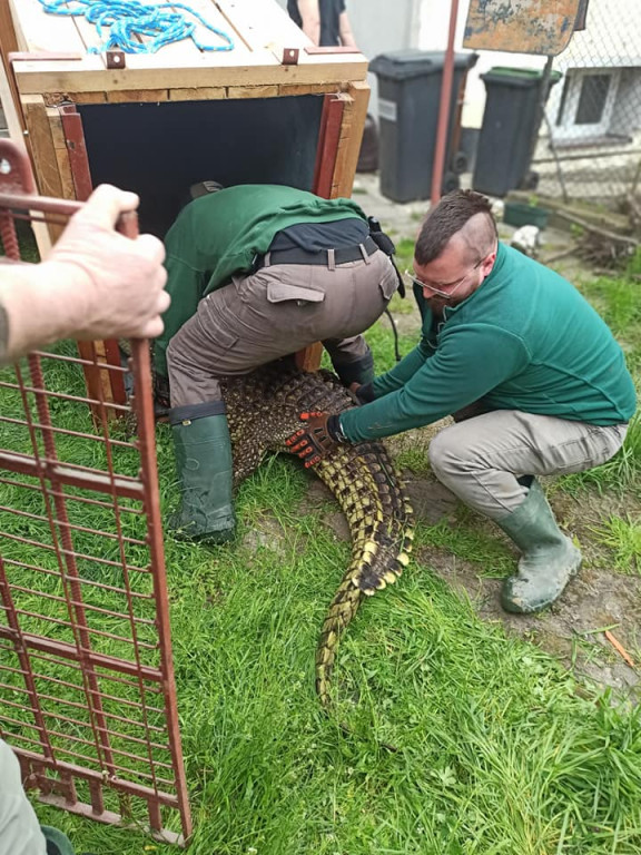Dwa krokodyle trzymano w przybudówce przy garażu