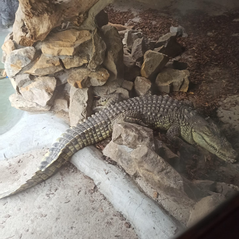 Dwa krokodyle trzymano w przybudówce przy garażu