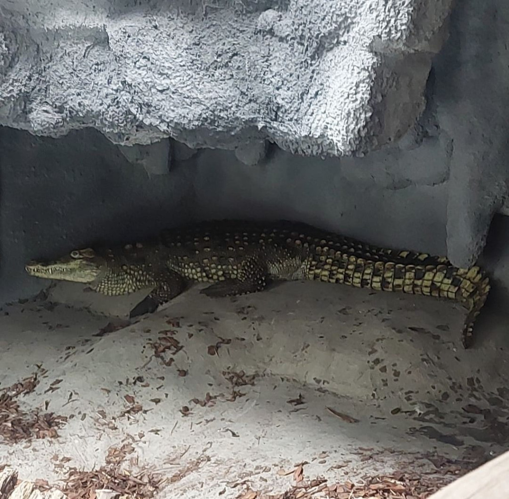 Dwa krokodyle trzymano w przybudówce przy garażu