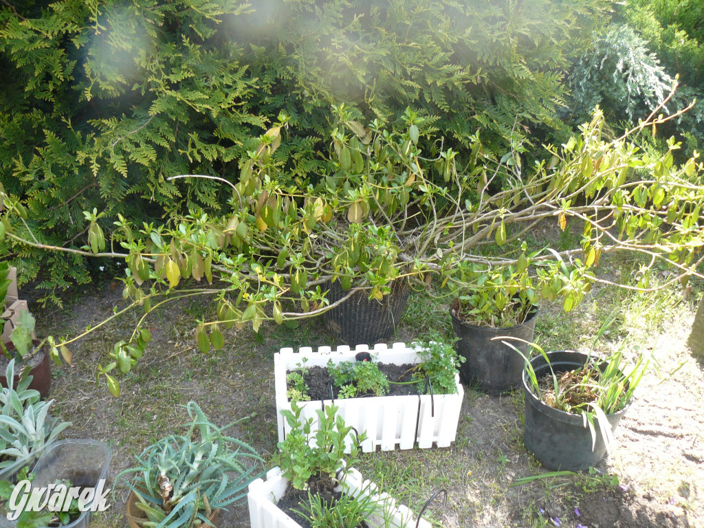 Sprzątanie okolicy i wymiana roślin