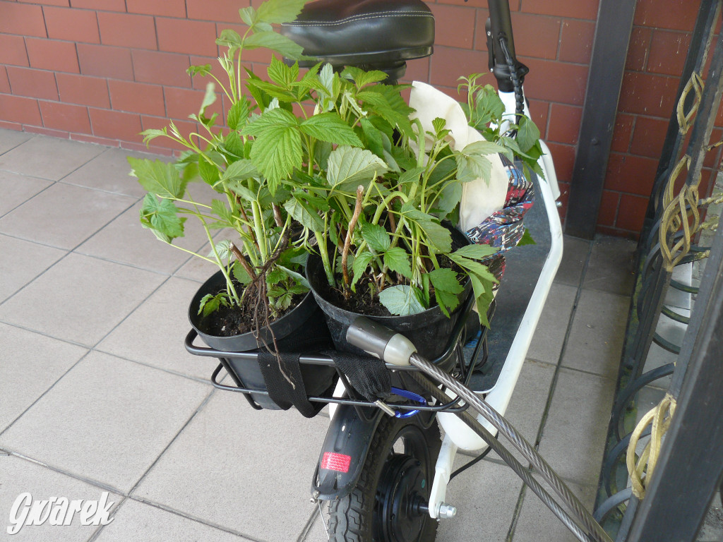 Sprzątanie okolicy i wymiana roślin