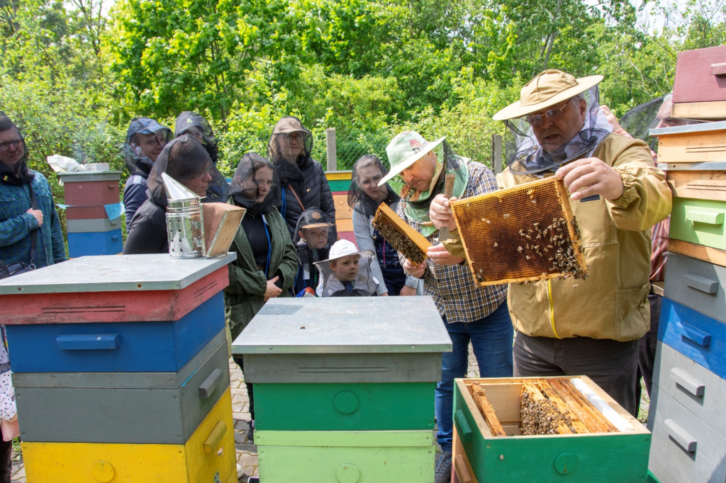 Światowy Dzień Pszczoły. Zwiedzali pasiekę, budowali ule
