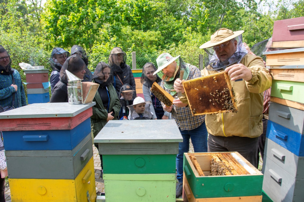 Światowy Dzień Pszczoły. Zwiedzali pasiekę, budowali ule