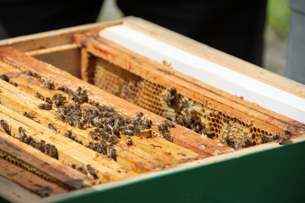 Światowy Dzień Pszczoły. Zwiedzali pasiekę, budowali ule