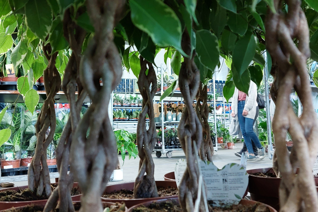 Bytom. Targi kwiatów