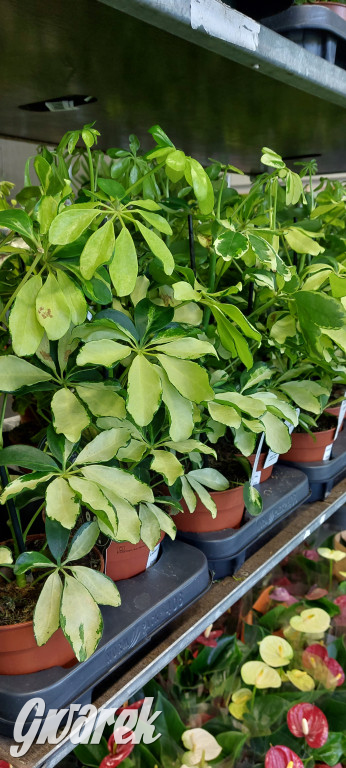 Bytom. Targi kwiatów