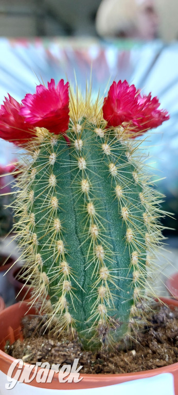 Bytom. Targi kwiatów