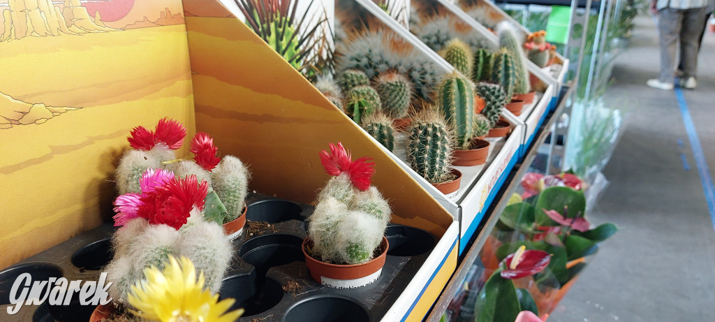 Bytom. Targi kwiatów