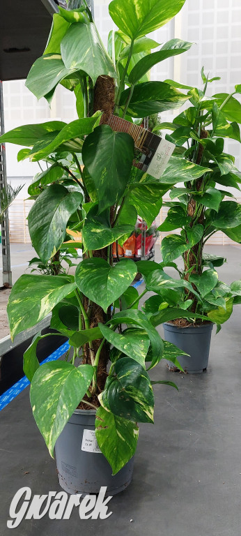 Bytom. Targi kwiatów