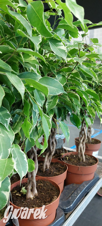 Bytom. Targi kwiatów