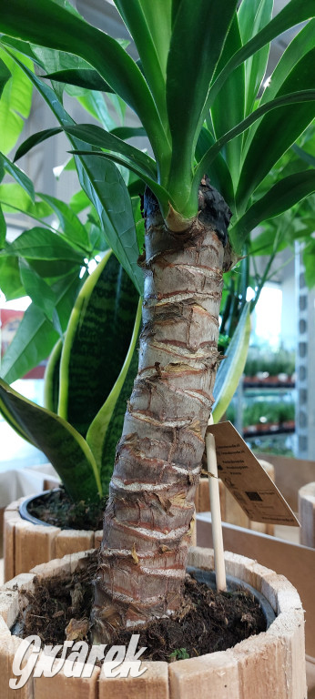 Bytom. Targi kwiatów