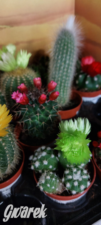 Bytom. Targi kwiatów