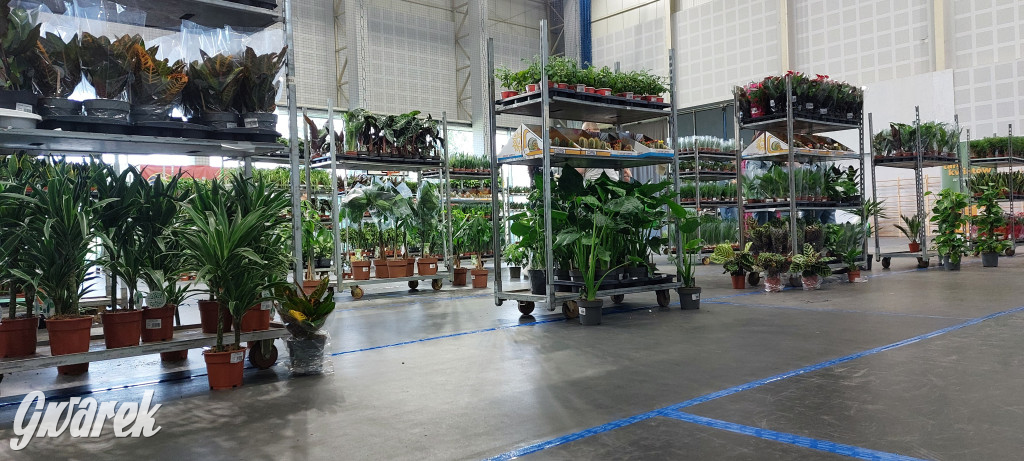 Bytom. Targi kwiatów