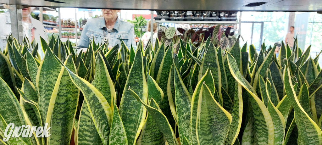 Bytom. Targi kwiatów