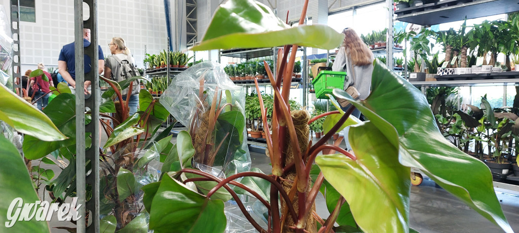 Bytom. Targi kwiatów